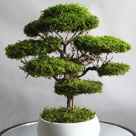 Preserved moss bonsai