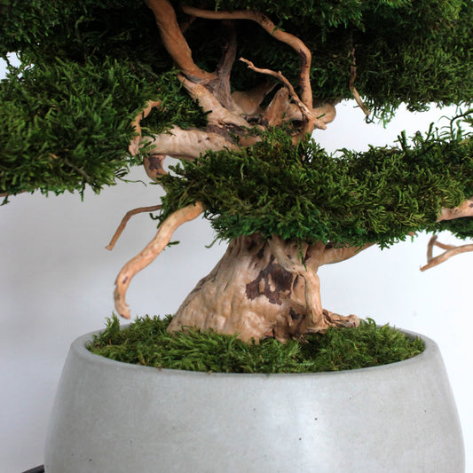 Large preserved moss bonsai tree in a concrete pot, natural green home decor, maintenance free indoor plant alternative, zen style decoration for living room or office.
