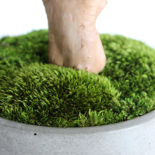mood moss in concrete pot