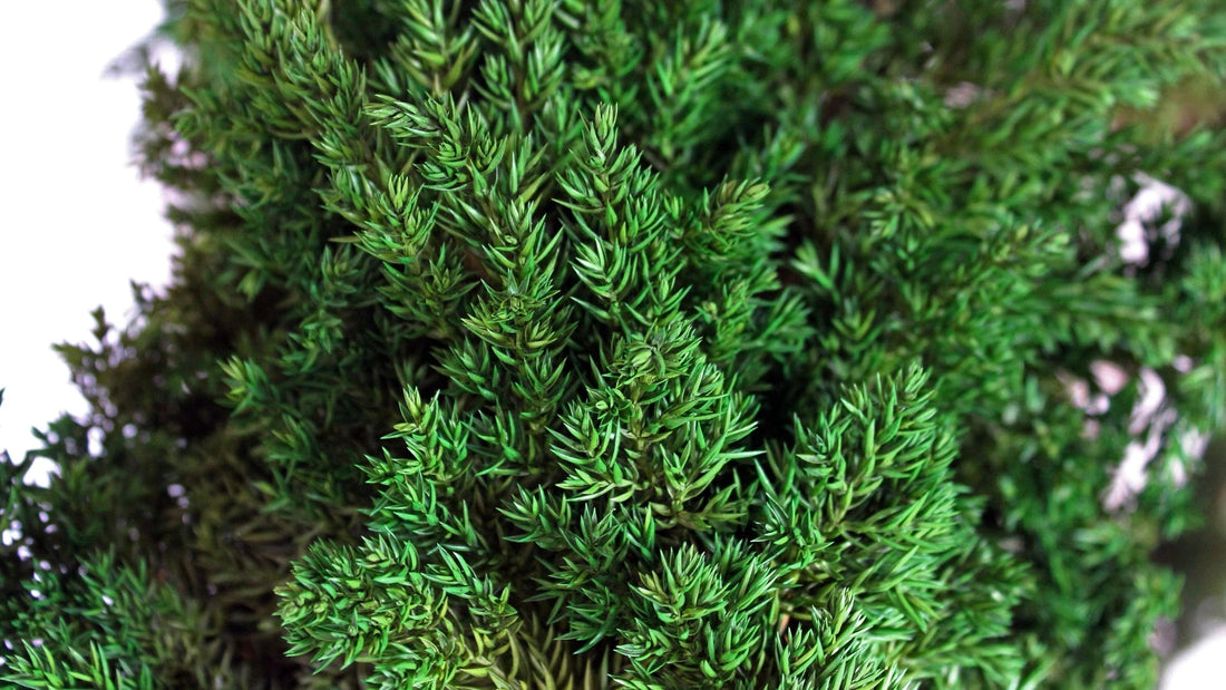 Preserved juniper