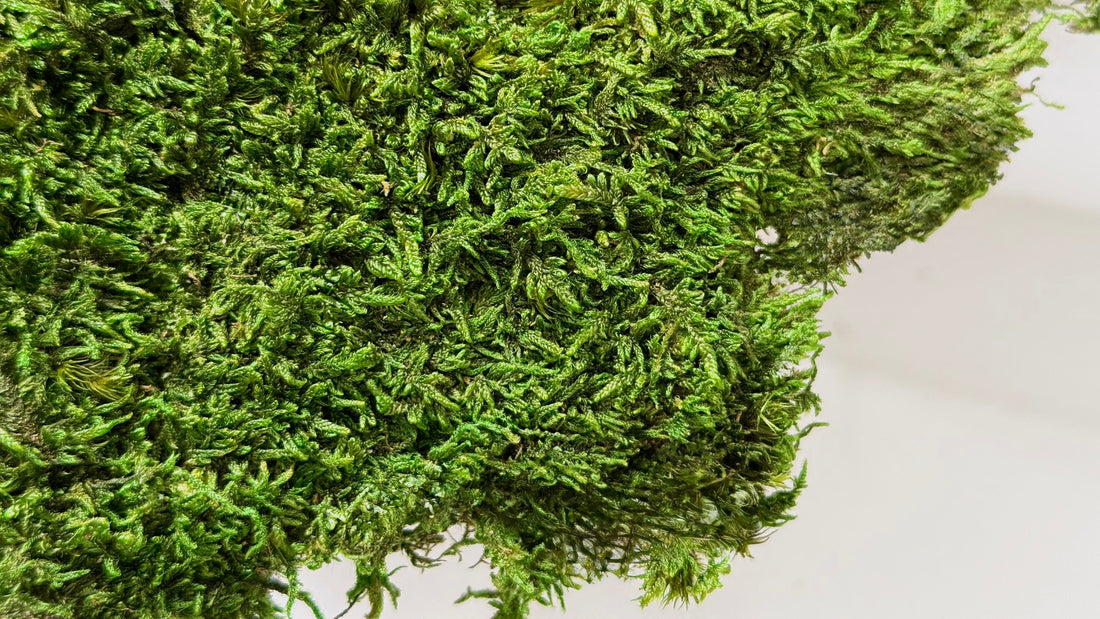 Preserved flat moss