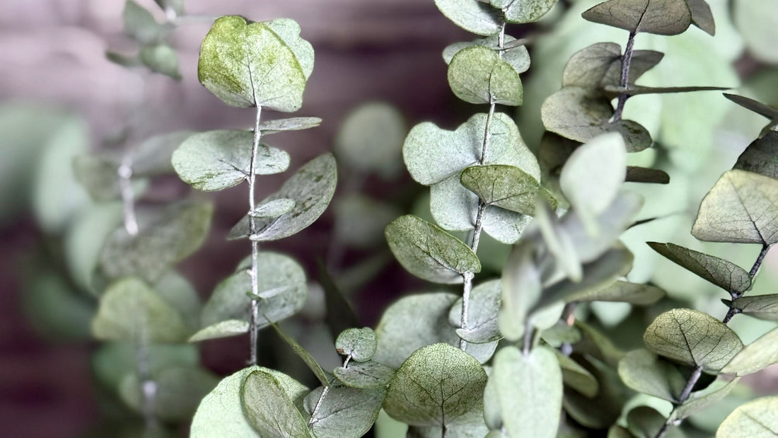 Why preserved plants decor feels different from artificial plants