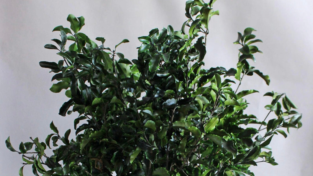 Preserved pittosporum picture