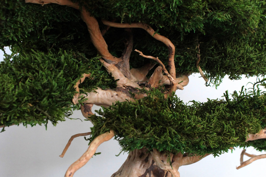 preserved long moss
