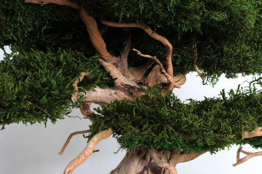preserved long moss