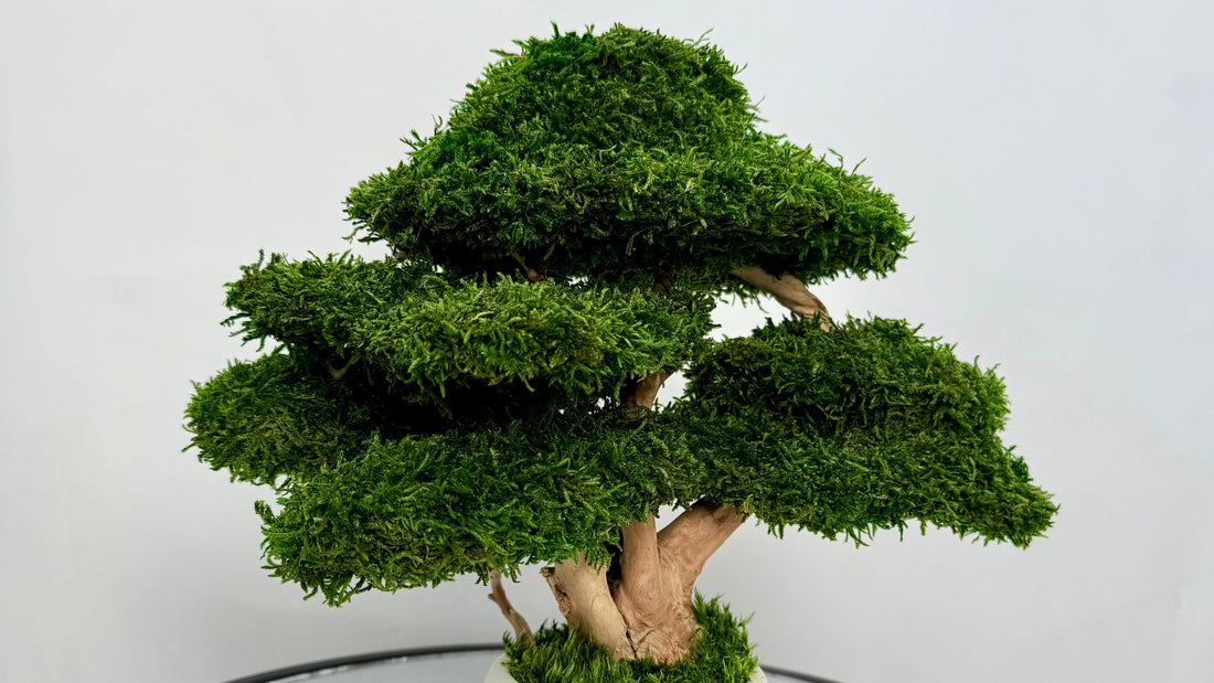 Best low maintenance decor ideas for people who kill plants
