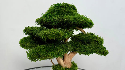 Best low maintenance decor ideas for people who kill plants