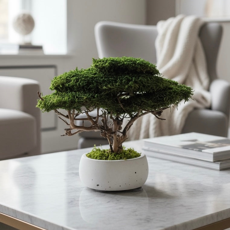 Small bonsai