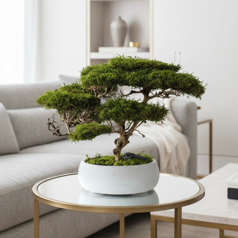 Preserved moss bonsai with natural roots in concrete pot.
