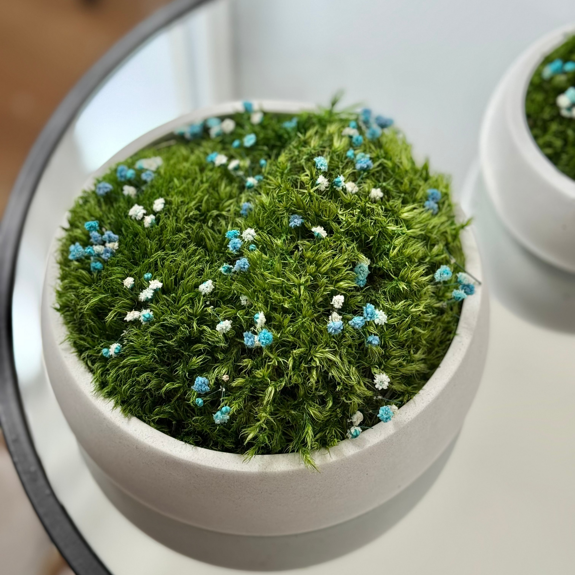Preserved moss bowl with blue and white gypsophila flowers, natural indoor greenery decor for shelf or table styling.