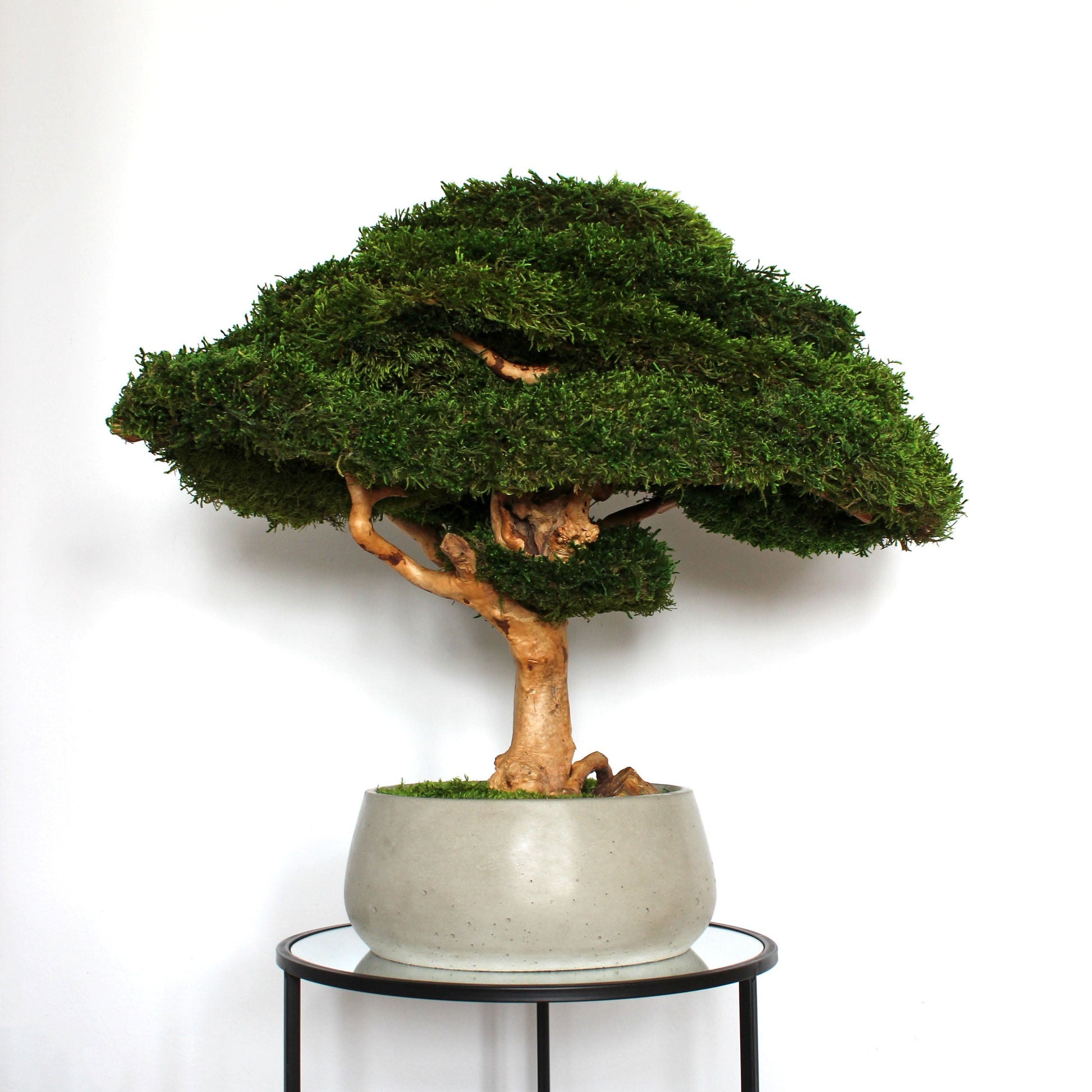 Extra large preserved moss bonsai tree in a concrete pot, statement green home decor, maintenance free indoor plant alternative, zen inspired centerpiece for modern living room, office or entryway.