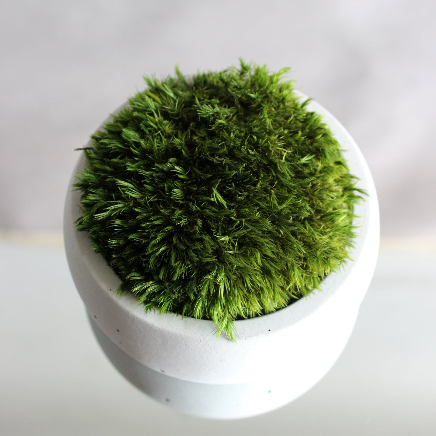 concrete pot with mood moss