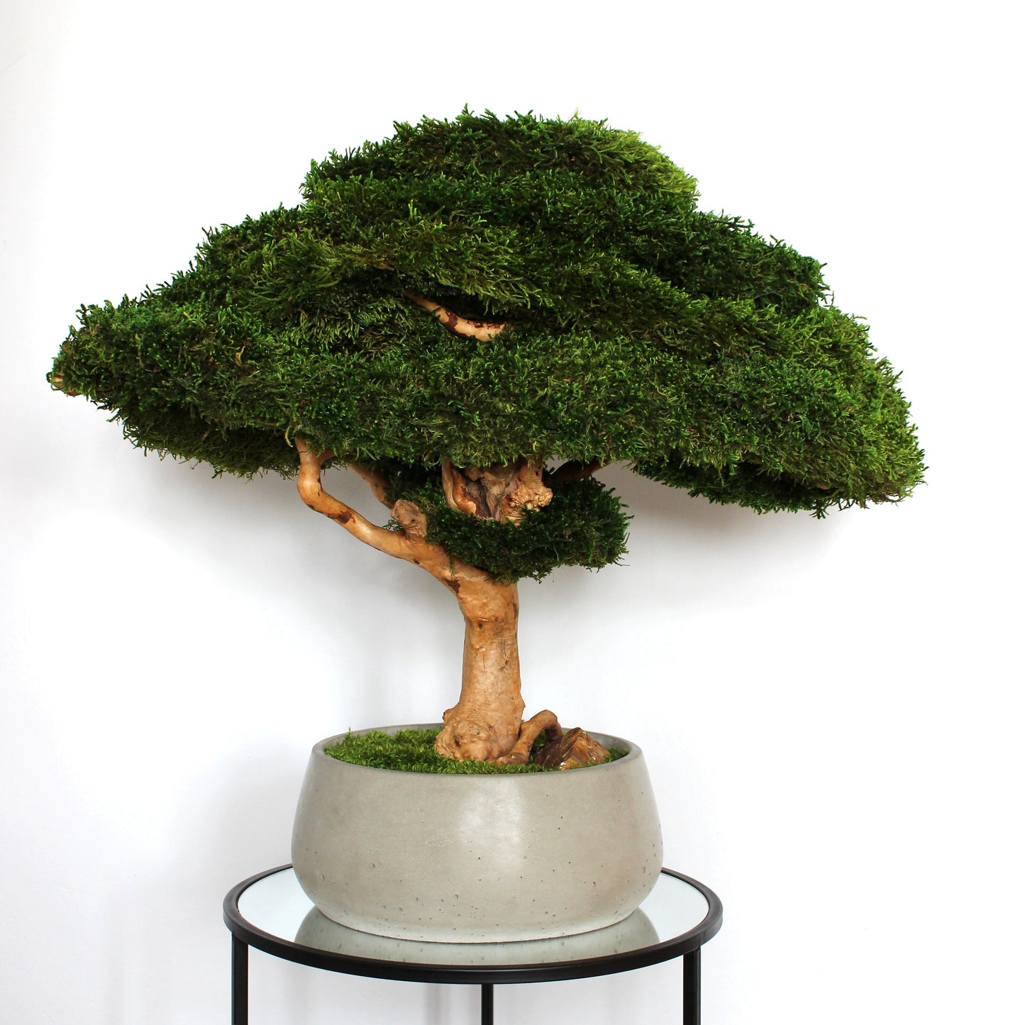 Extra large preserved moss bonsai tree in a concrete pot, statement green home decor, maintenance free indoor plant alternative, zen inspired centerpiece for modern living room, office or entryway.