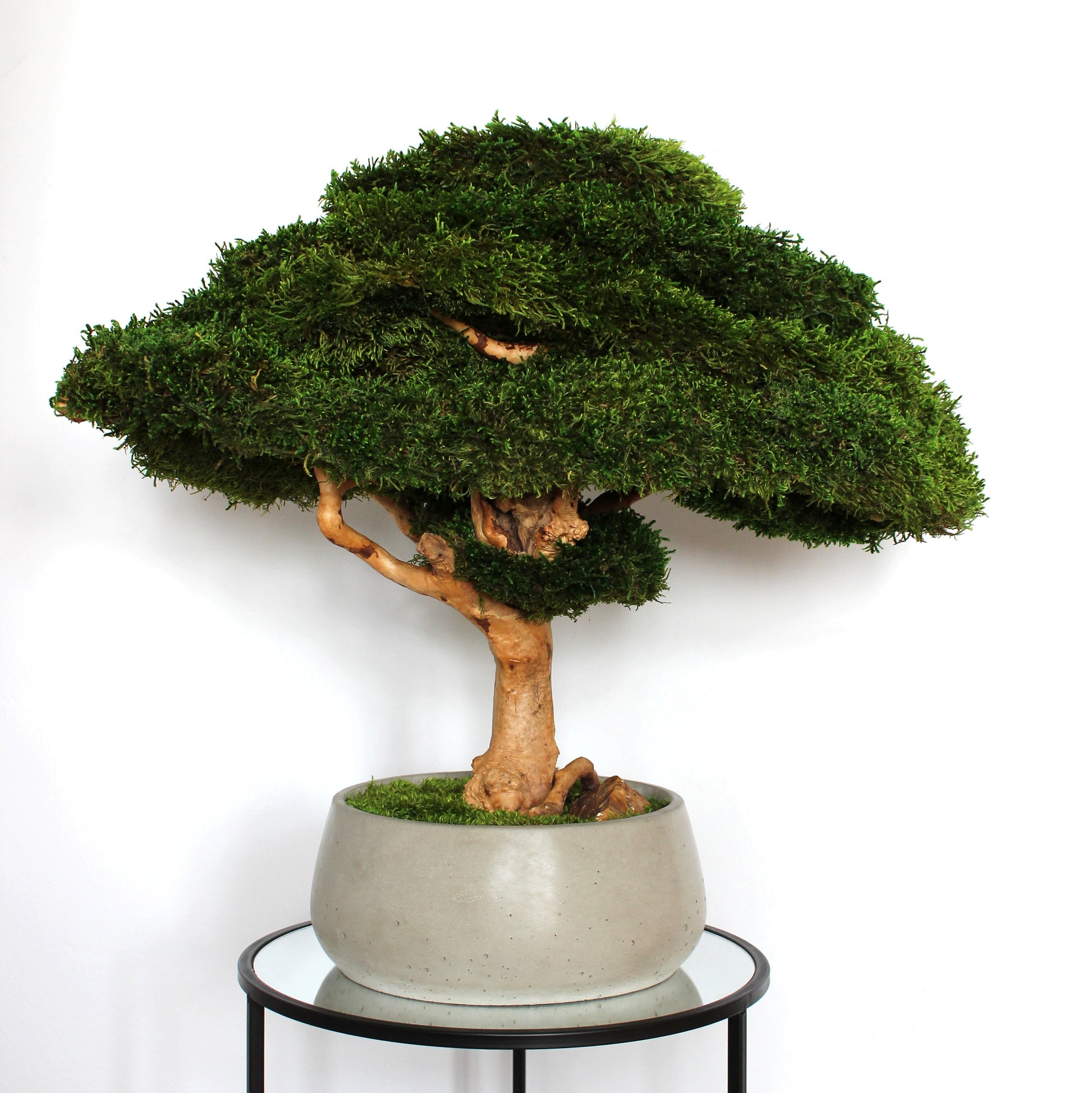 Extra large preserved moss bonsai tree in a concrete pot, statement green home decor, maintenance free indoor plant alternative, zen inspired centerpiece for modern living room, office or entryway.