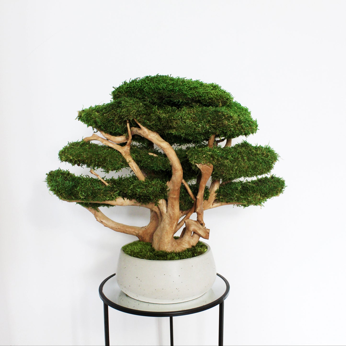 XL driftwood bonsai tree with preserved long moss in heavy concrete pot.