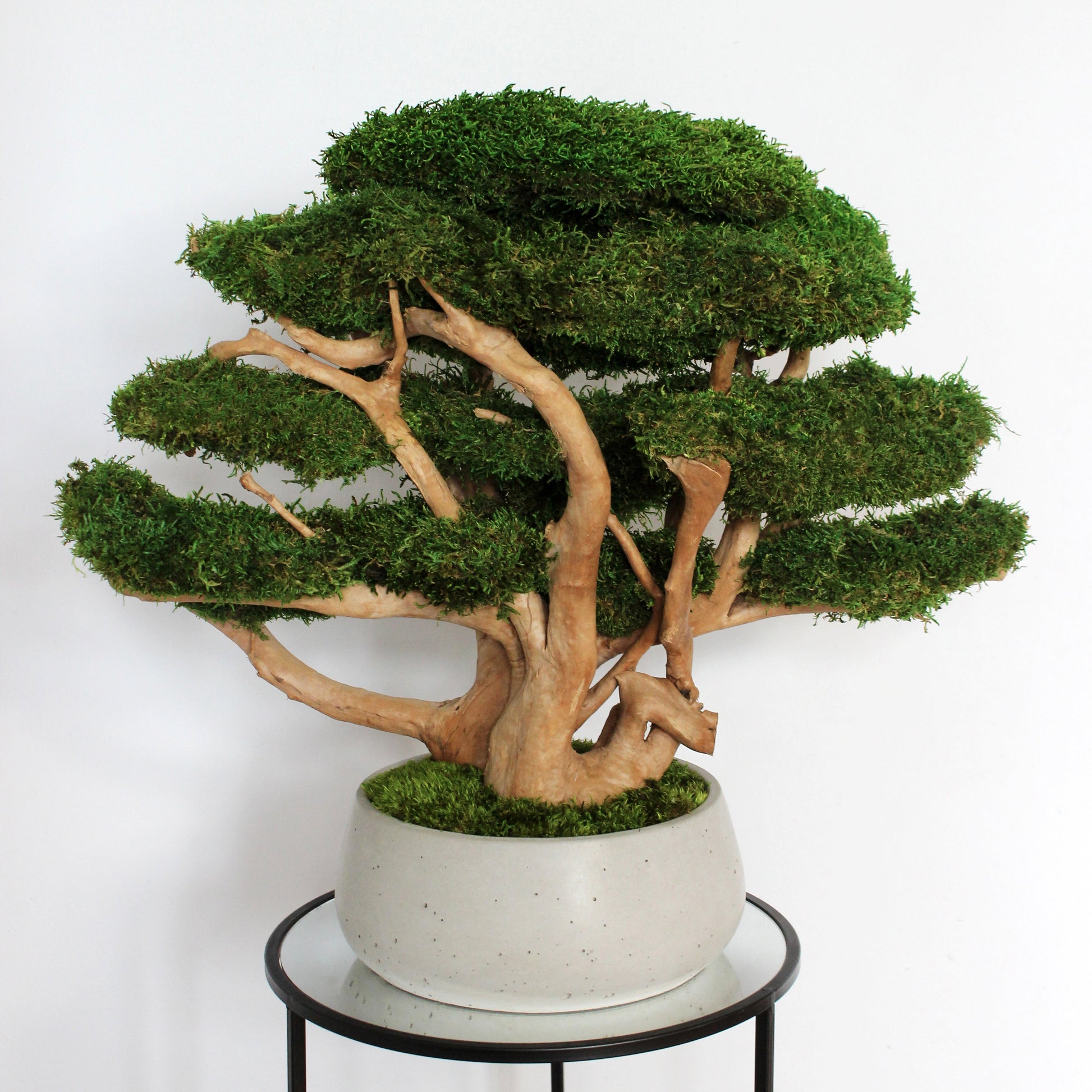 Large driftwood bonsai tree with preserved long moss in heavy concrete pot.