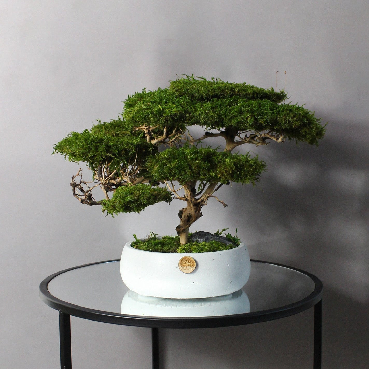 Medium preserved savanna acacia bonsai tree in a concrete pot, natural greenery decor with airy branching shape, maintenance free indoor plant alternative for shelf, console table or office space.