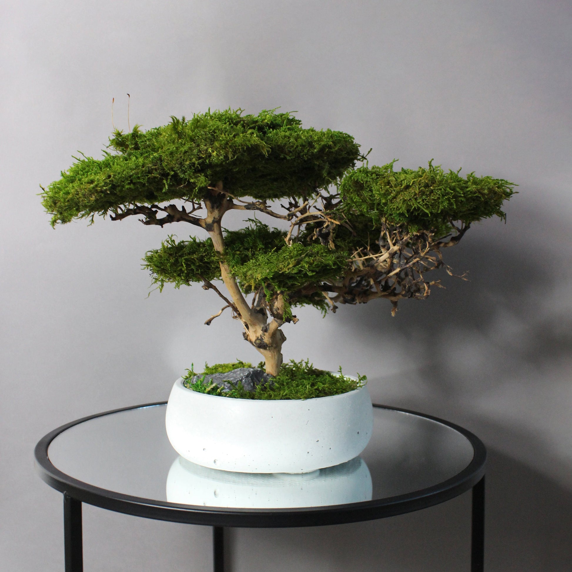 Medium preserved savanna acacia bonsai tree in a concrete pot, natural greenery decor with airy branching shape, maintenance free indoor plant alternative for shelf, console table or office space.