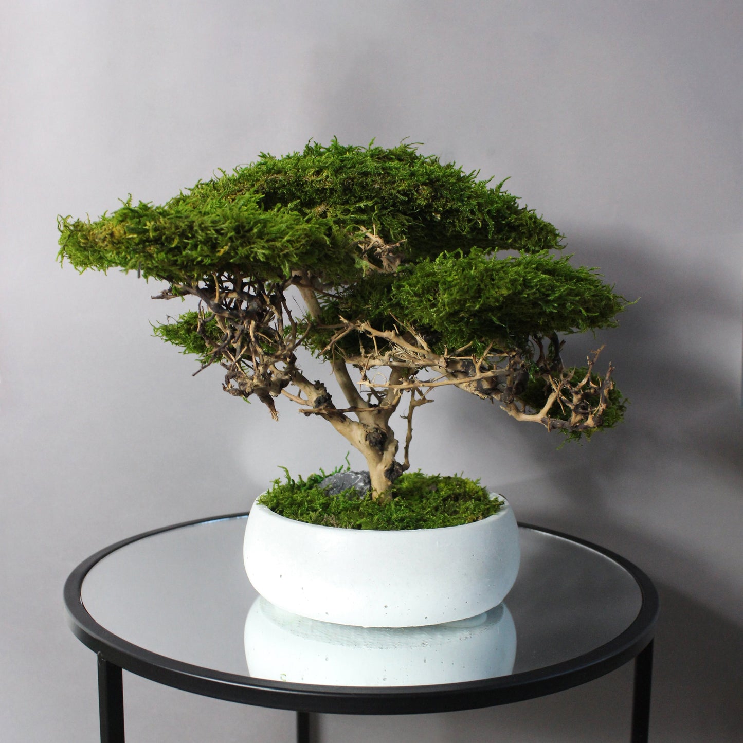 Medium preserved savanna acacia bonsai tree in a concrete pot, natural greenery decor with airy branching shape, maintenance free indoor plant alternative for shelf, console table or office space.