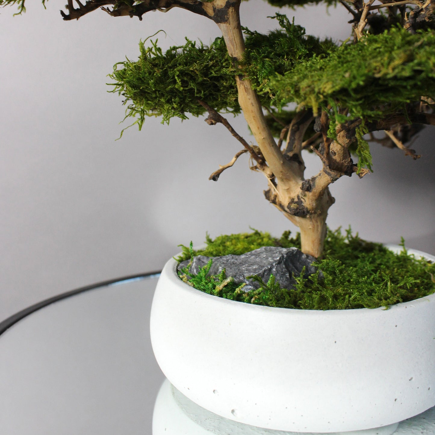 Medium preserved savanna acacia bonsai tree in a concrete pot, natural greenery decor with airy branching shape, maintenance free indoor plant alternative for shelf, console table or office space.