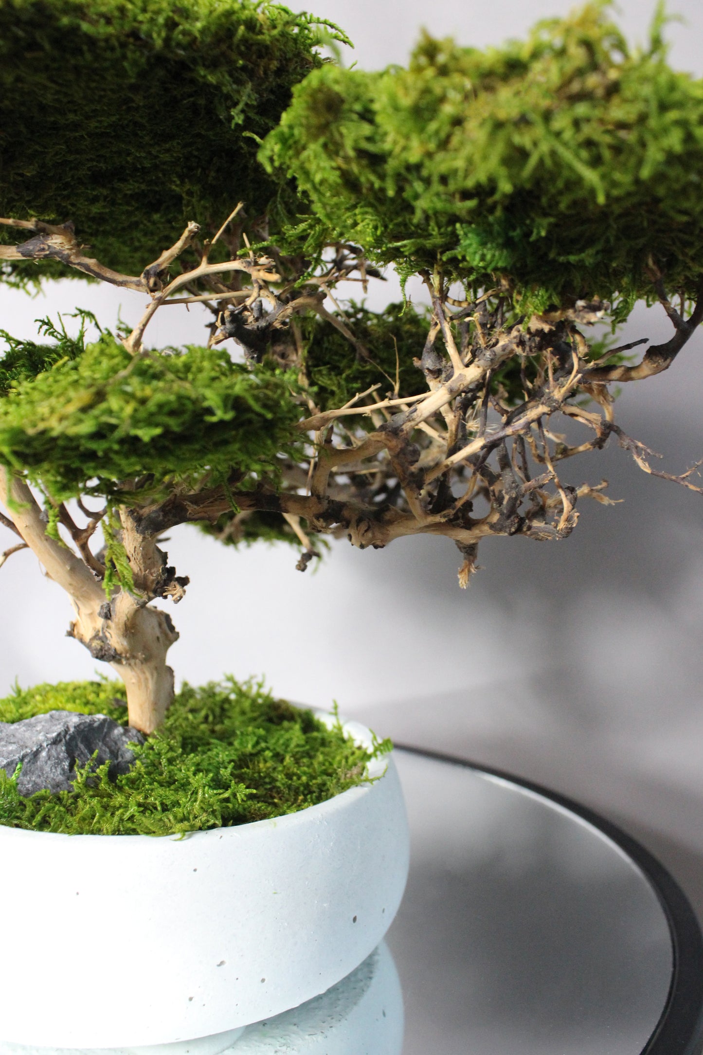 Medium preserved savanna acacia bonsai tree in a concrete pot, natural greenery decor with airy branching shape, maintenance free indoor plant alternative for shelf, console table or office space.