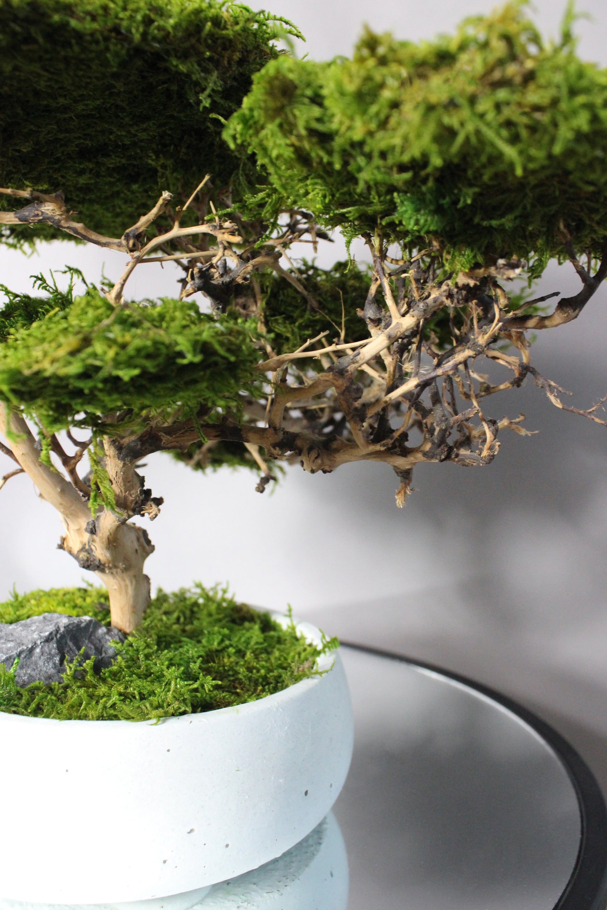 Medium preserved savanna acacia bonsai tree in a concrete pot, natural greenery decor with airy branching shape, maintenance free indoor plant alternative for shelf, console table or office space.