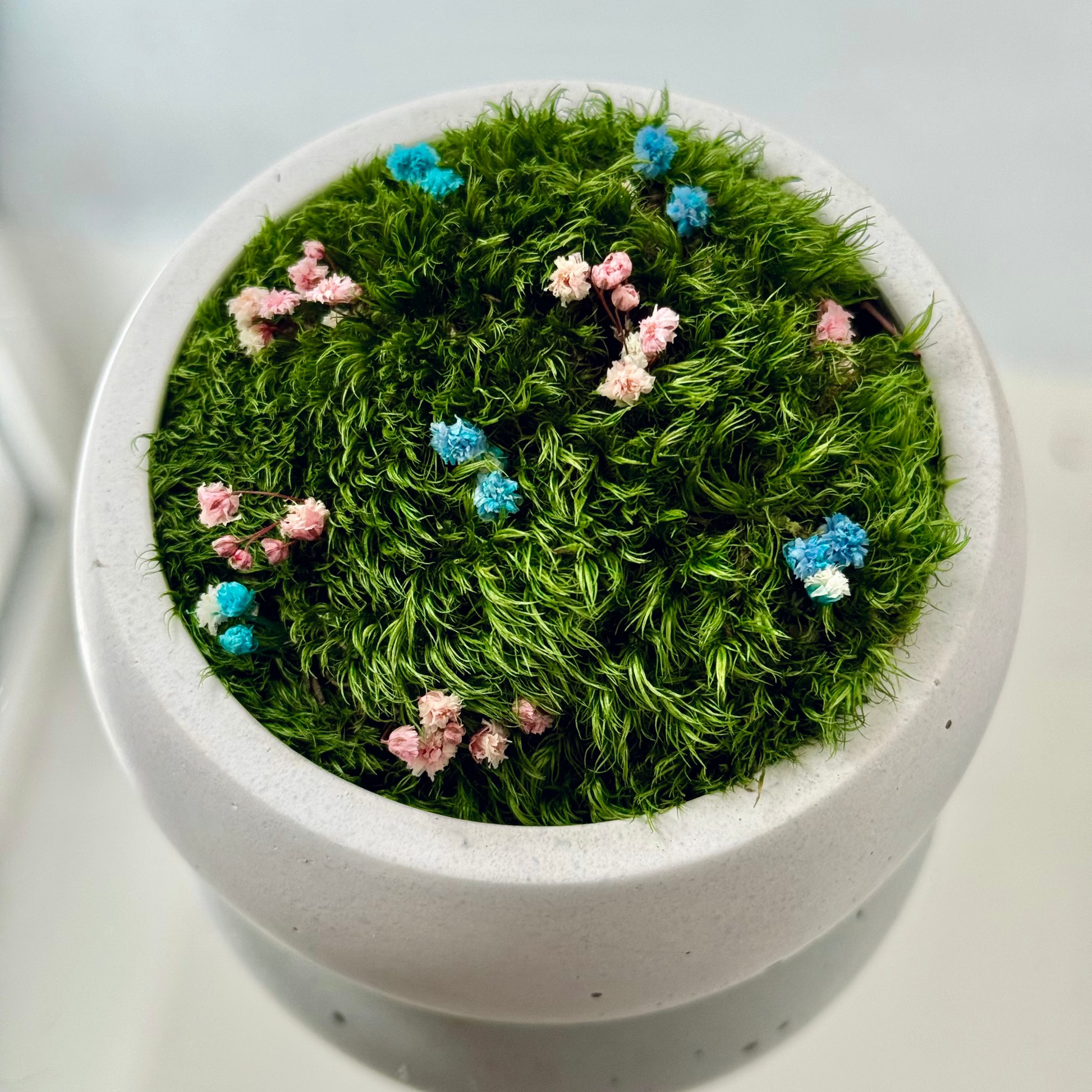 Preserved moss bowl with delicate gypsophila flowers, natural indoor greenery decor for shelf or table styling.