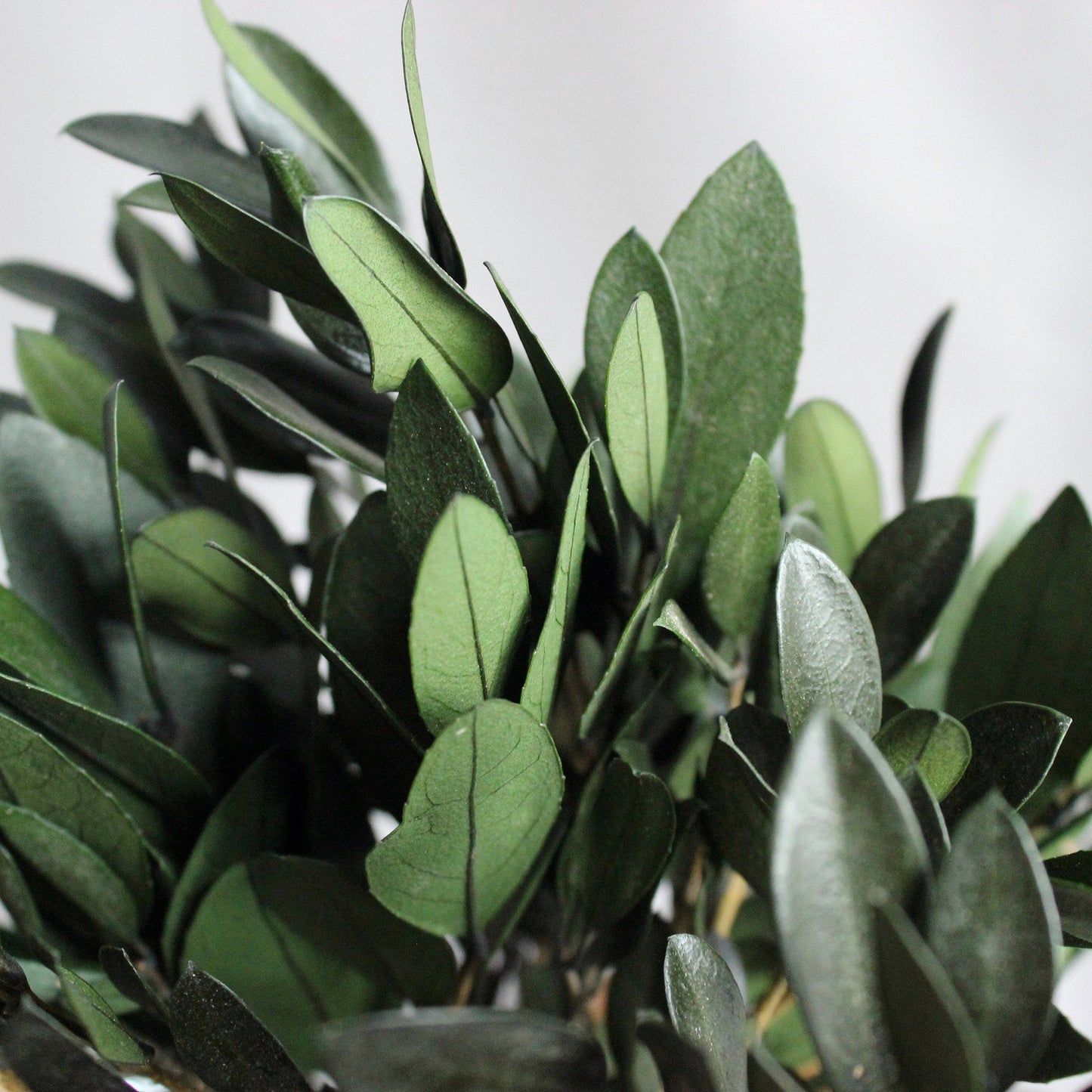 Small preserved olive tree bonsai in a concrete pot, made with real stabilized greenery. Natural minimalist decor for shelf, desk or coffee table, inspired by Mediterranean interiors.