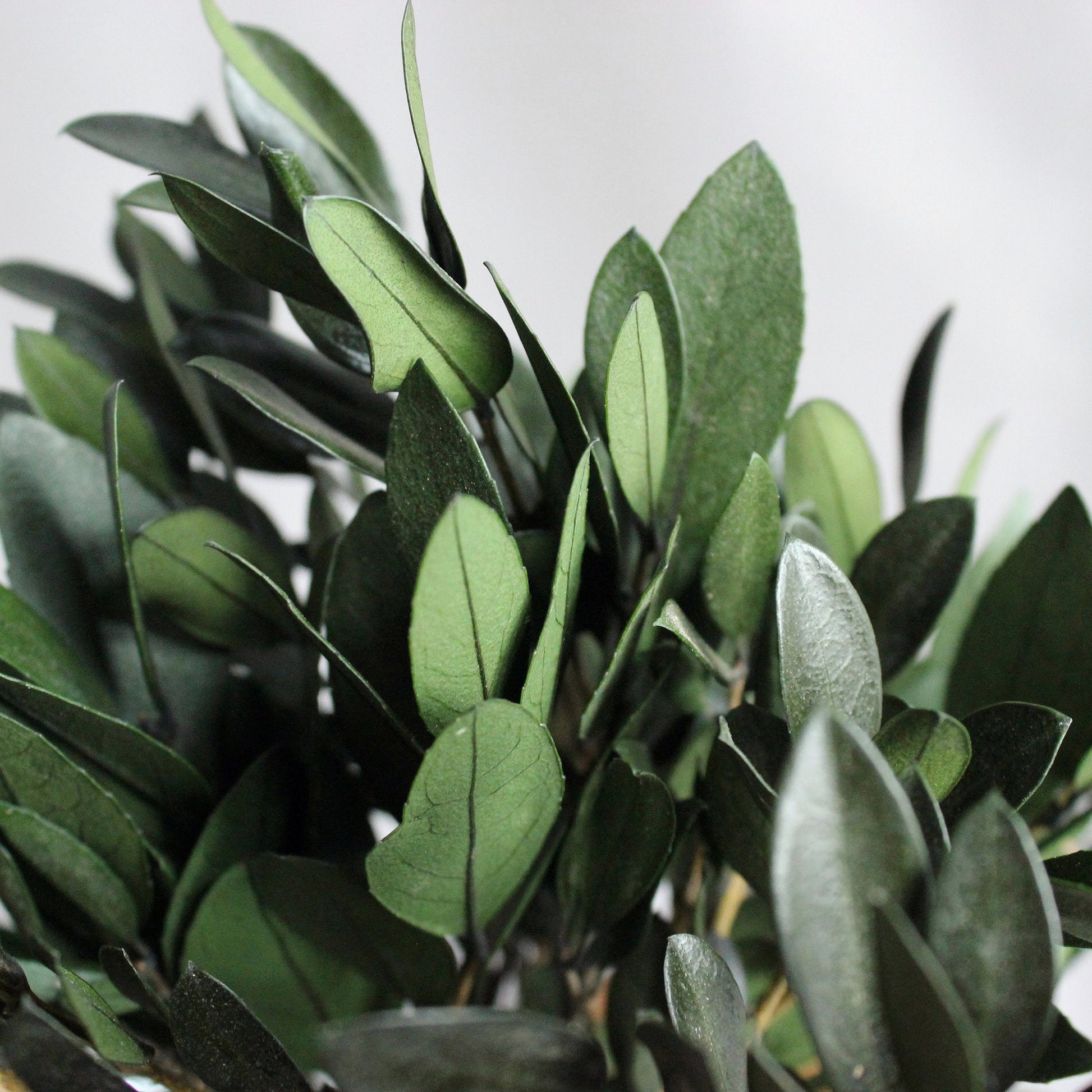 Small preserved olive tree bonsai in a concrete pot, made with real stabilized greenery. Natural minimalist decor for shelf, desk or coffee table, inspired by Mediterranean interiors.