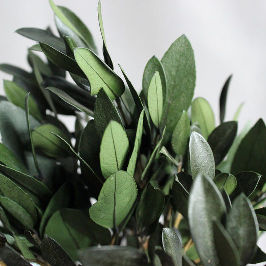 Small preserved olive tree bonsai in a concrete pot, made with real stabilized greenery. Natural minimalist decor for shelf, desk or coffee table, inspired by Mediterranean interiors.
