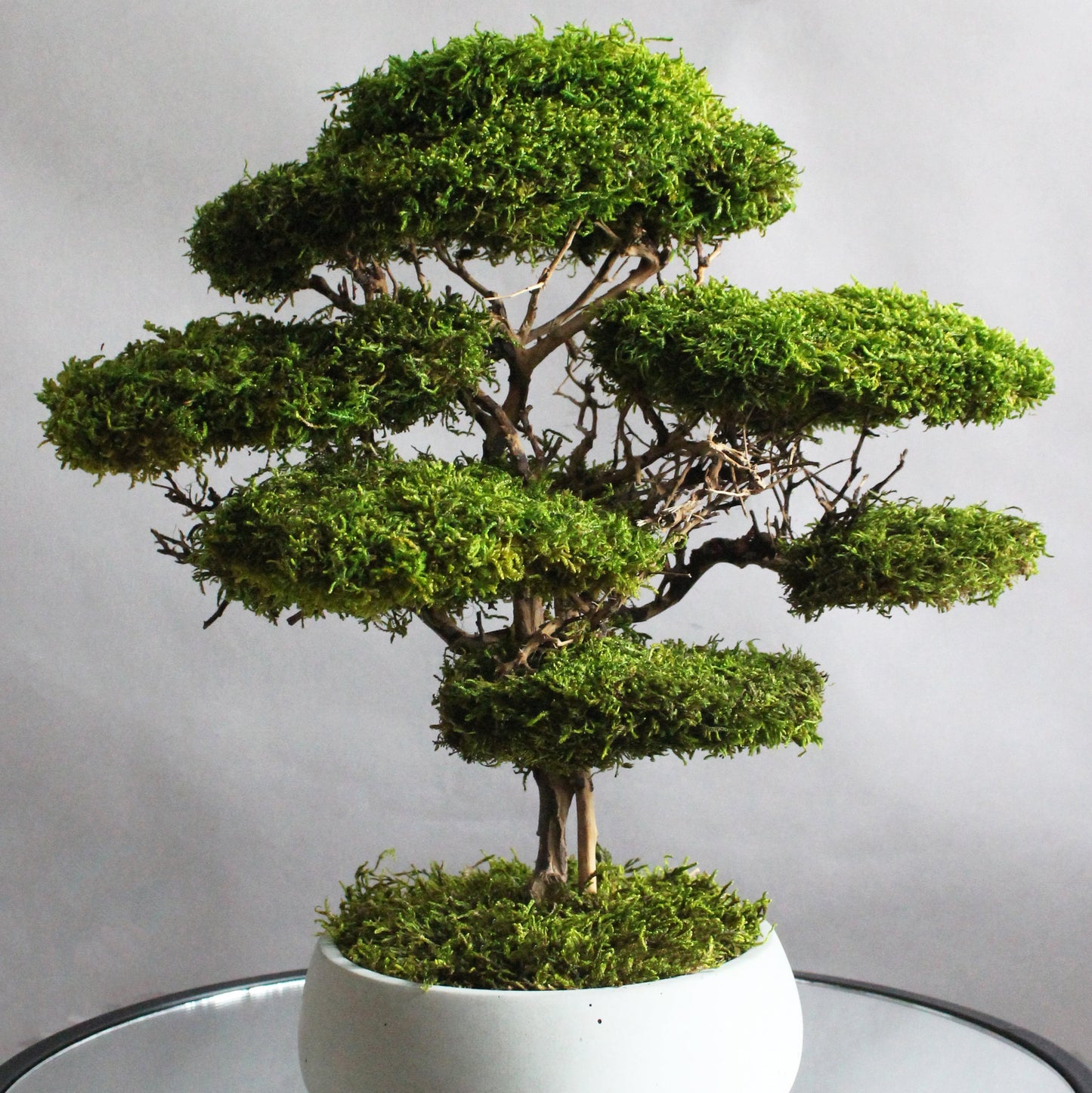 Preserved moss bonsai