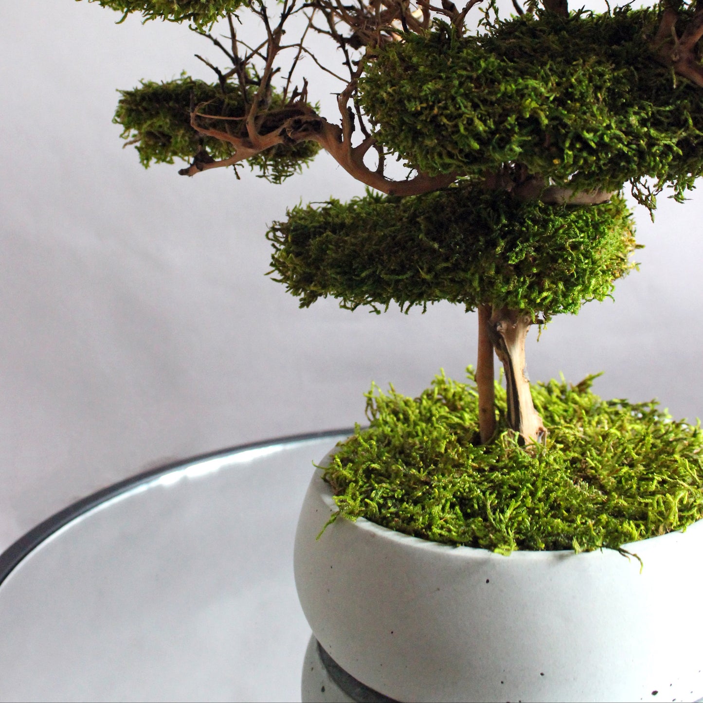 Preserved moss bonsai