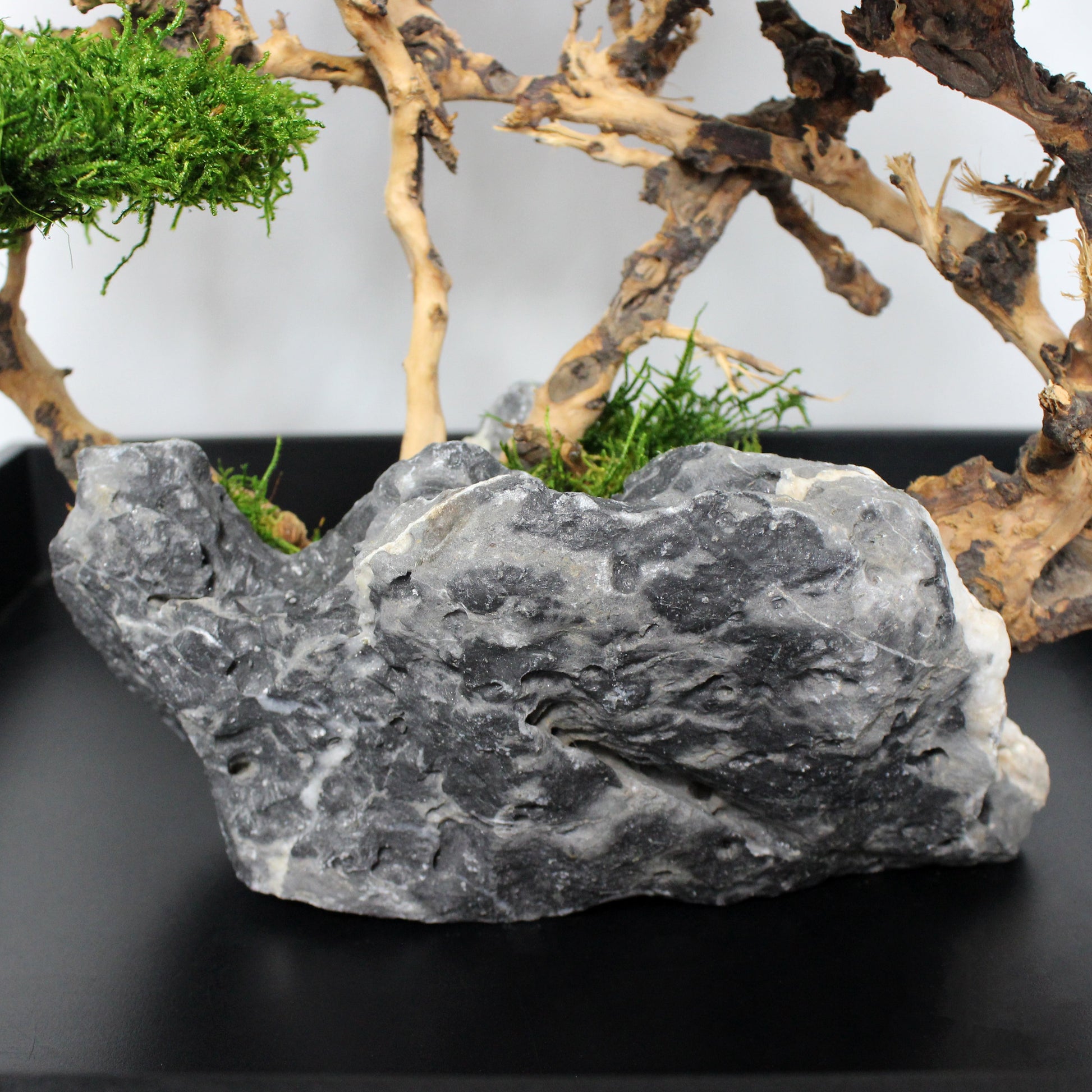OOAK preserved bonsai on natural stone with real stabilized moss. Sculptural nature-inspired decor piece for shelf, coffee table or office, created as a one-of-a-kind composition.