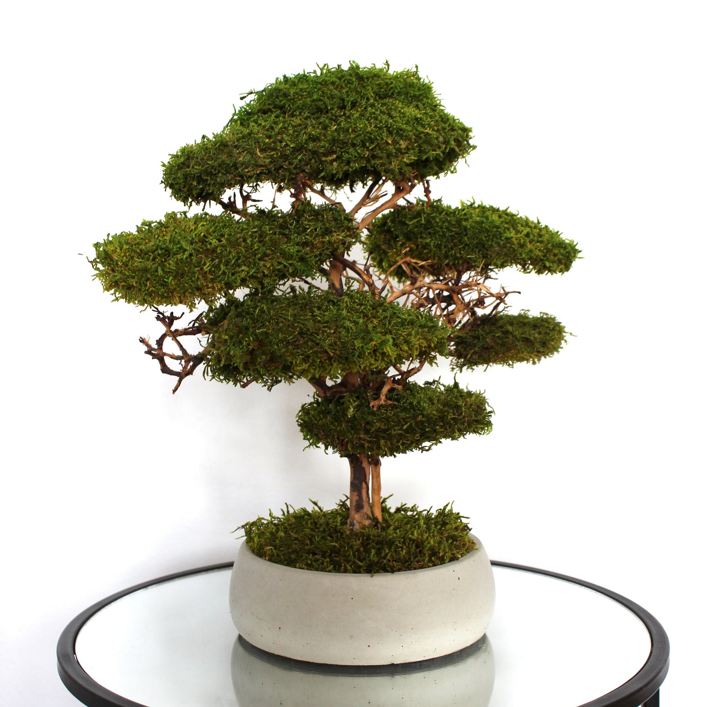 Preserved moss bonsai
