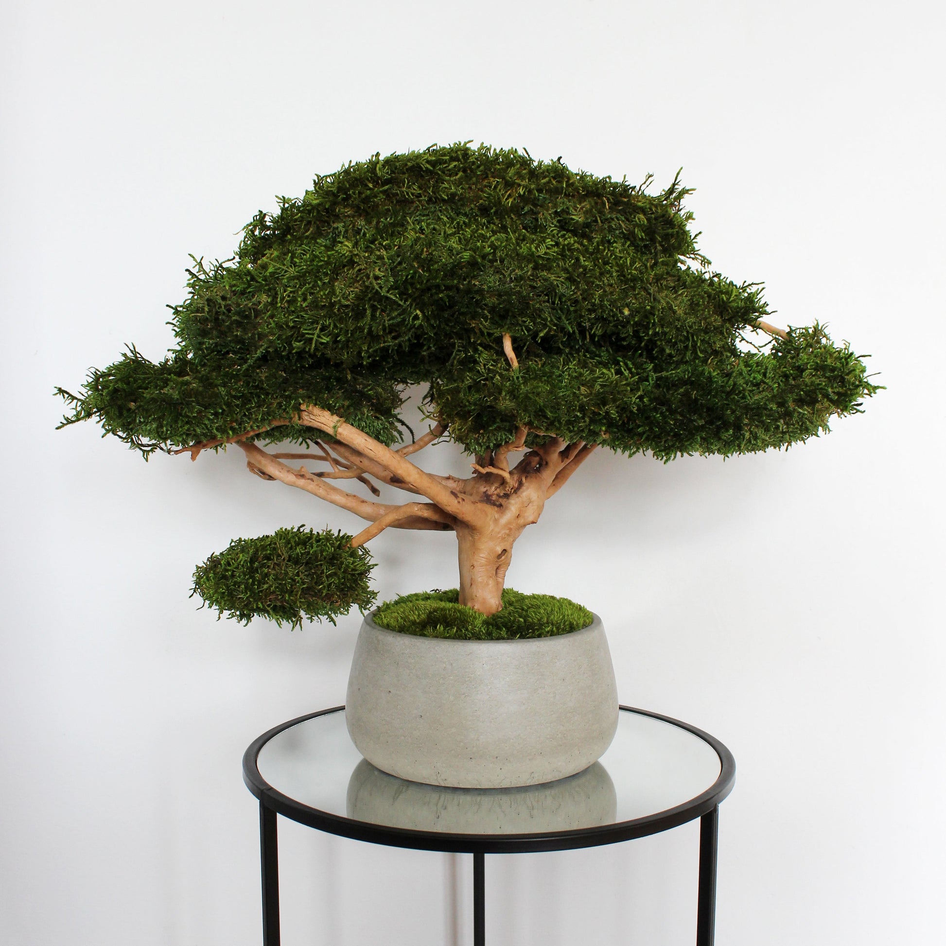 Large preserved bonsai tree arrangement with natural moss in a decorative concrete pot, indoor zen-inspired home decor.