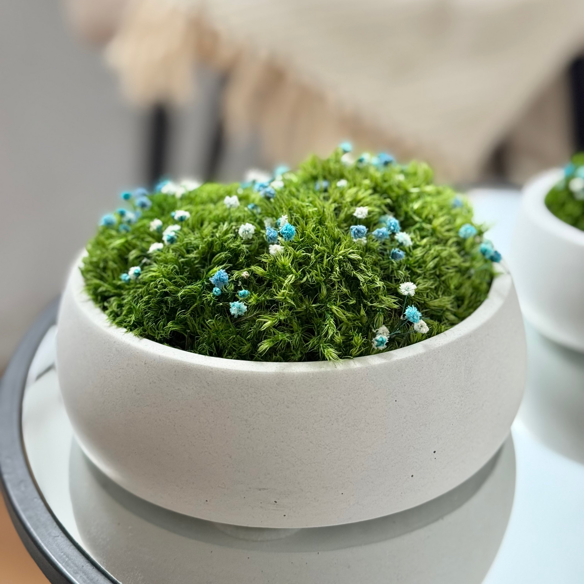Preserved moss bowl with blue and white gypsophila flowers, natural indoor greenery decor for shelf or table styling.