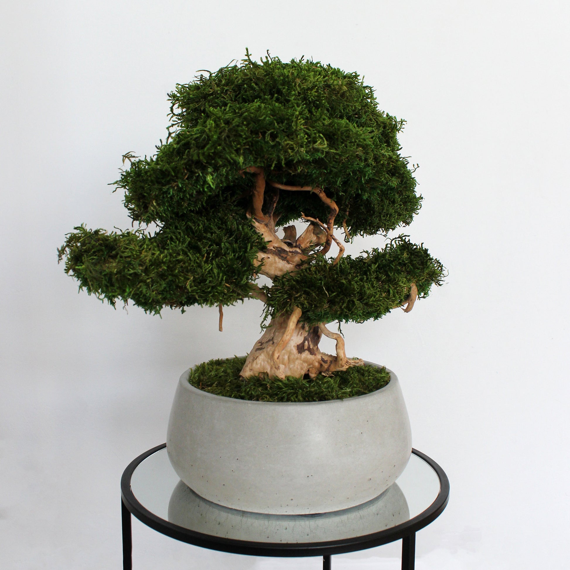 Large preserved moss bonsai tree in a concrete pot, natural green home decor, maintenance free indoor plant alternative, zen style decoration for living room or office.