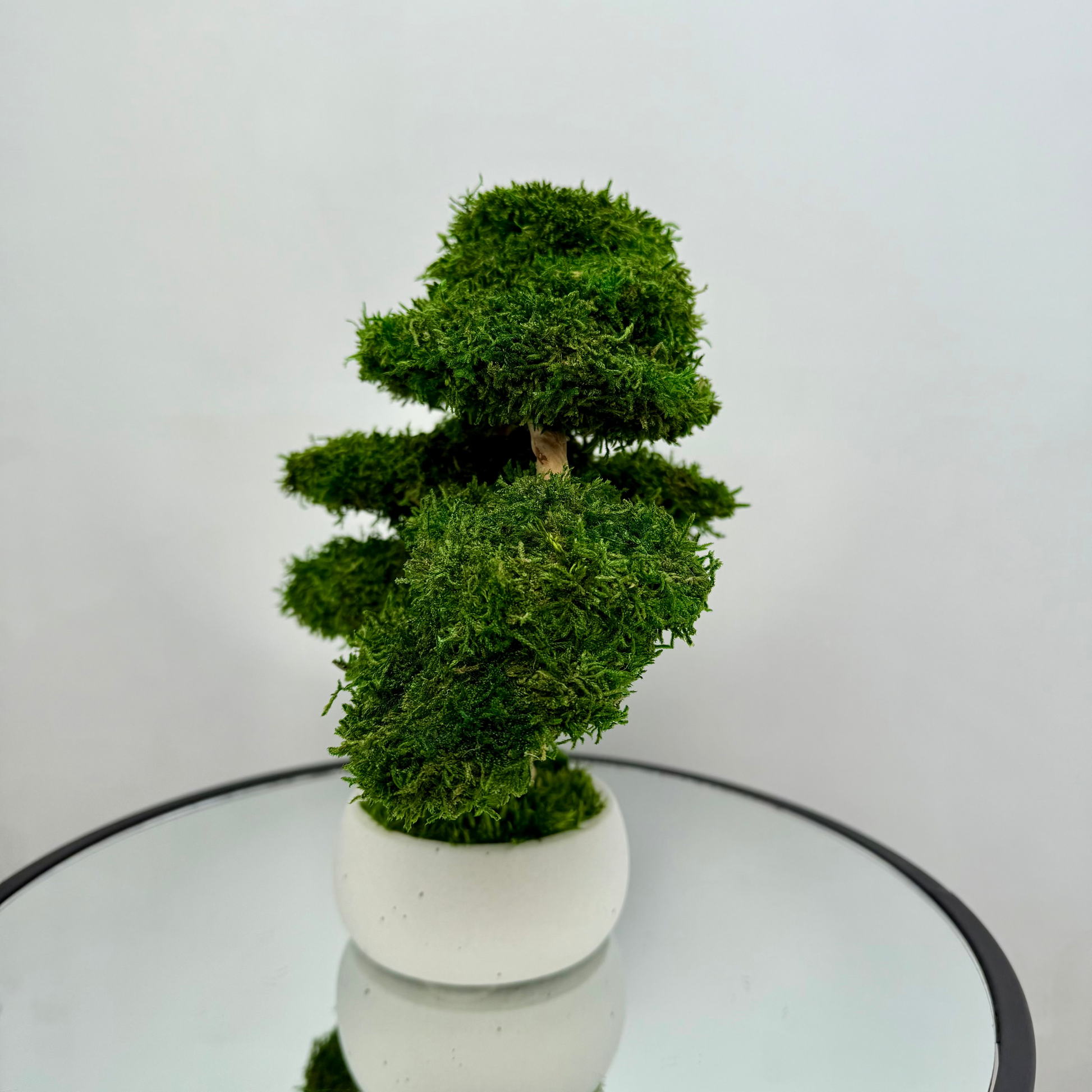 Preserved moss bonsai tree with layered canopy and natural root trunk in a white concrete pot.