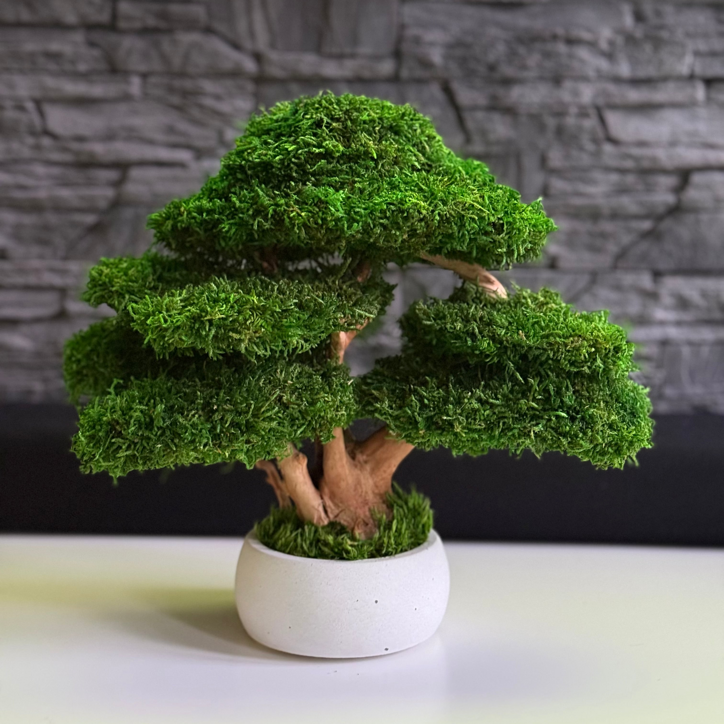 Preserved moss bonsai tree with layered canopy and natural root trunk in a white concrete pot.