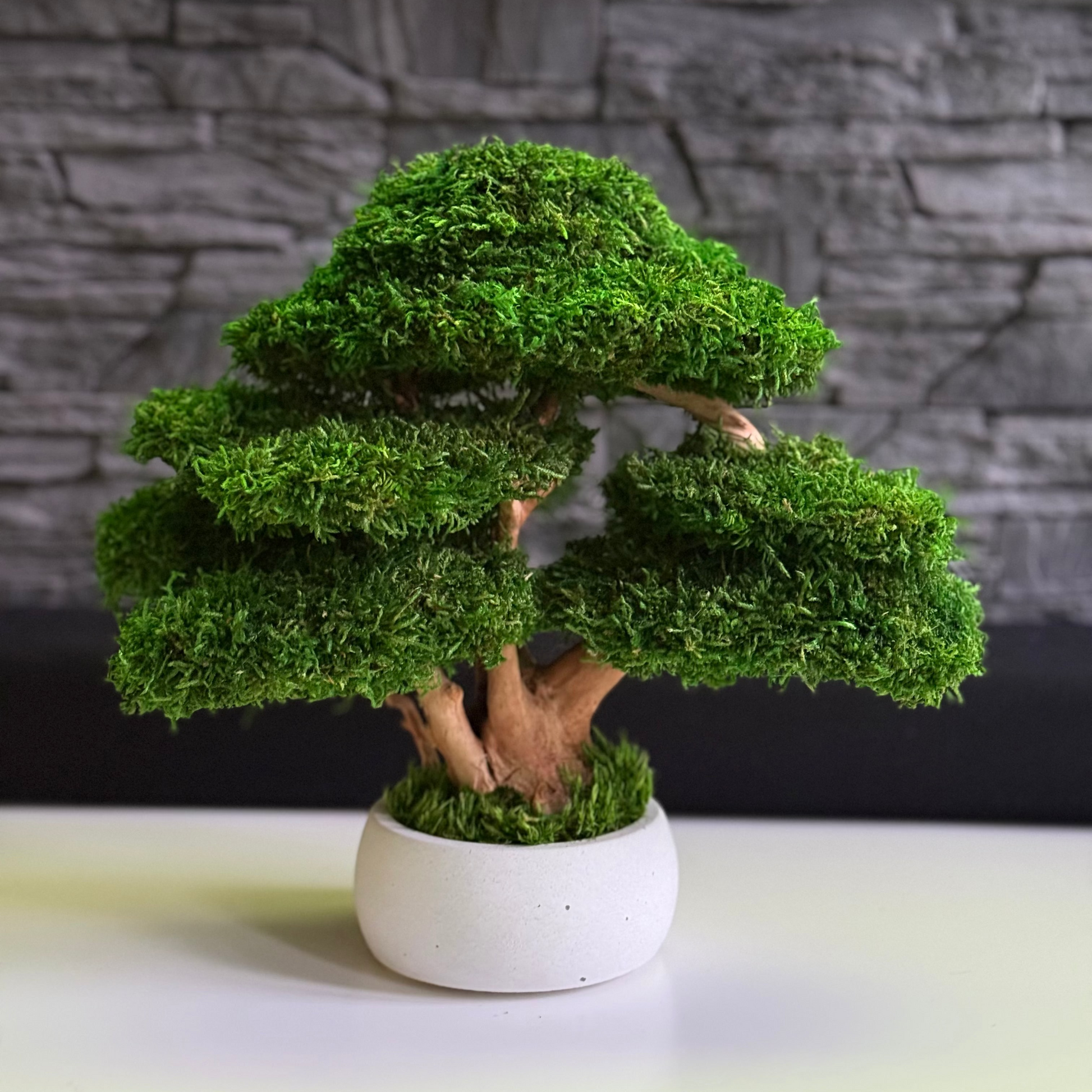 Preserved moss bonsai tree with layered canopy and natural root trunk in a white concrete pot.