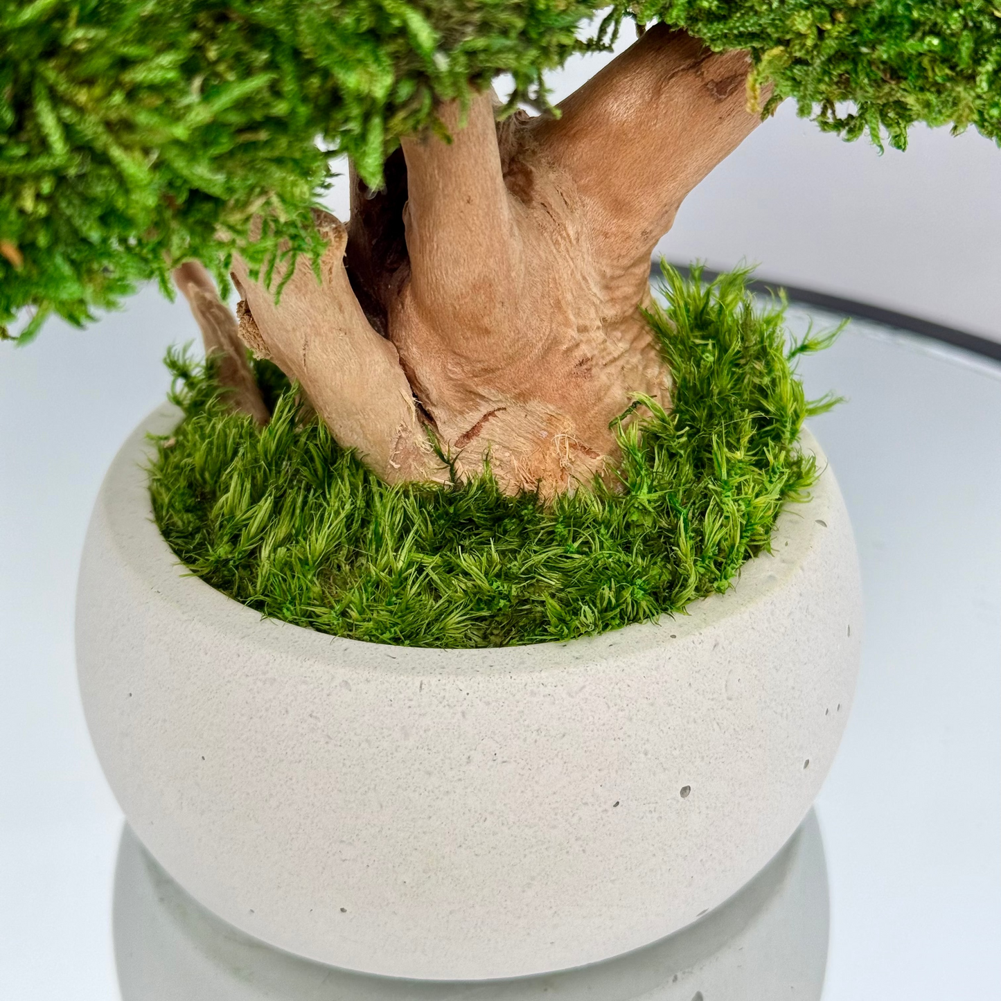 Preserved moss bonsai tree with layered canopy and natural wood trunk in a white concrete planter.