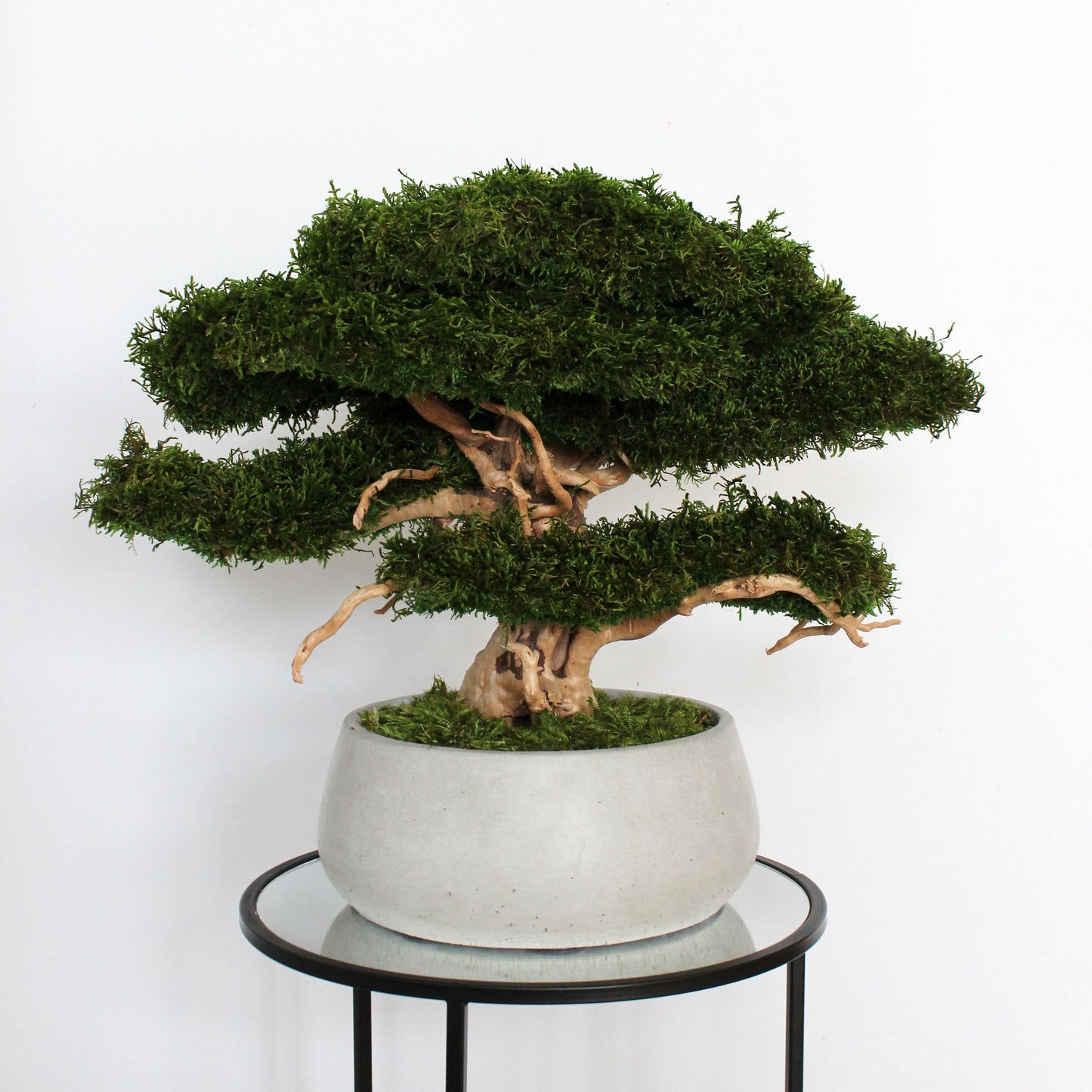 Large preserved moss bonsai tree in a concrete pot, natural green home decor, maintenance free indoor plant alternative, zen style decoration for living room or office.