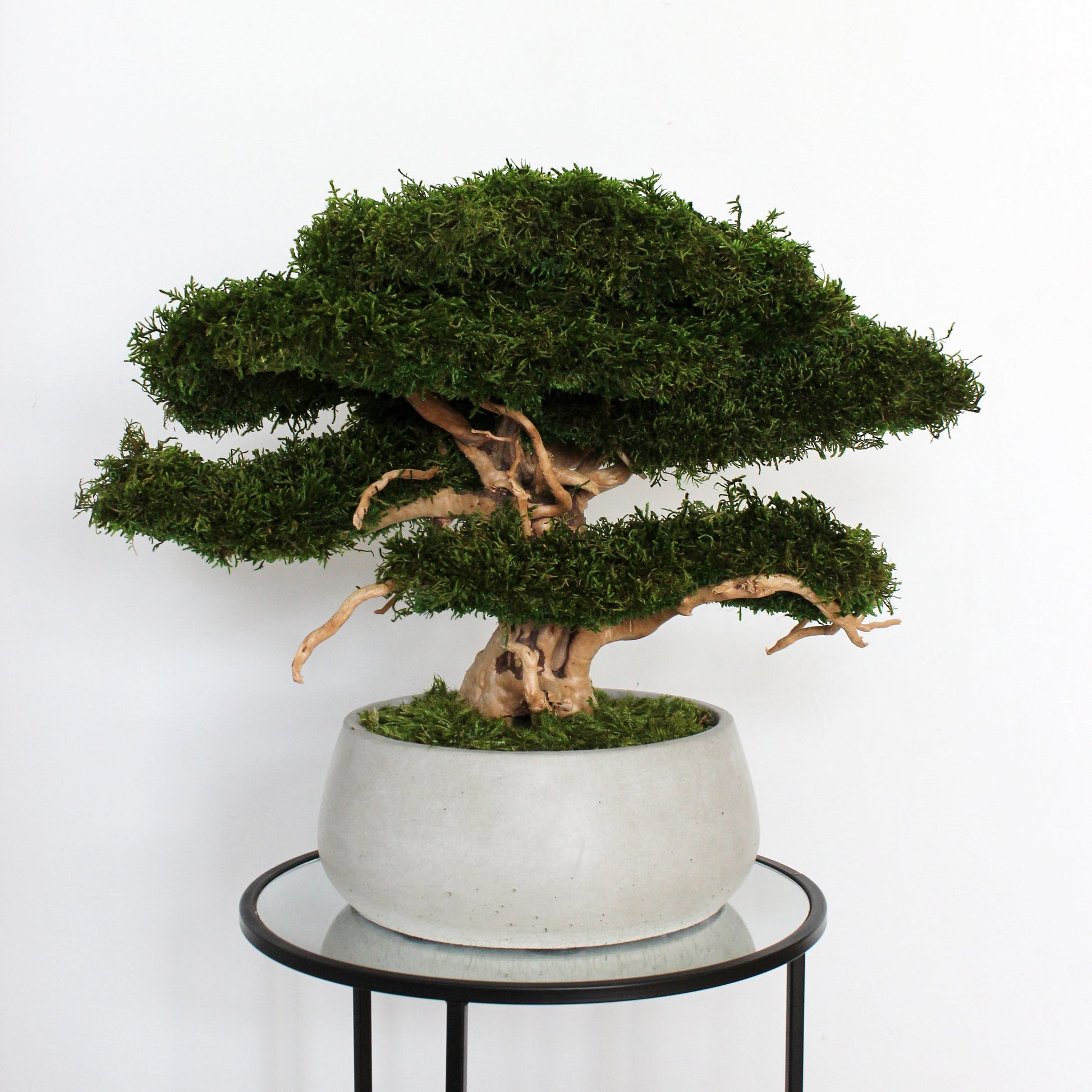 Large preserved moss bonsai tree in a concrete pot, natural green home decor, maintenance free indoor plant alternative, zen style decoration for living room or office.