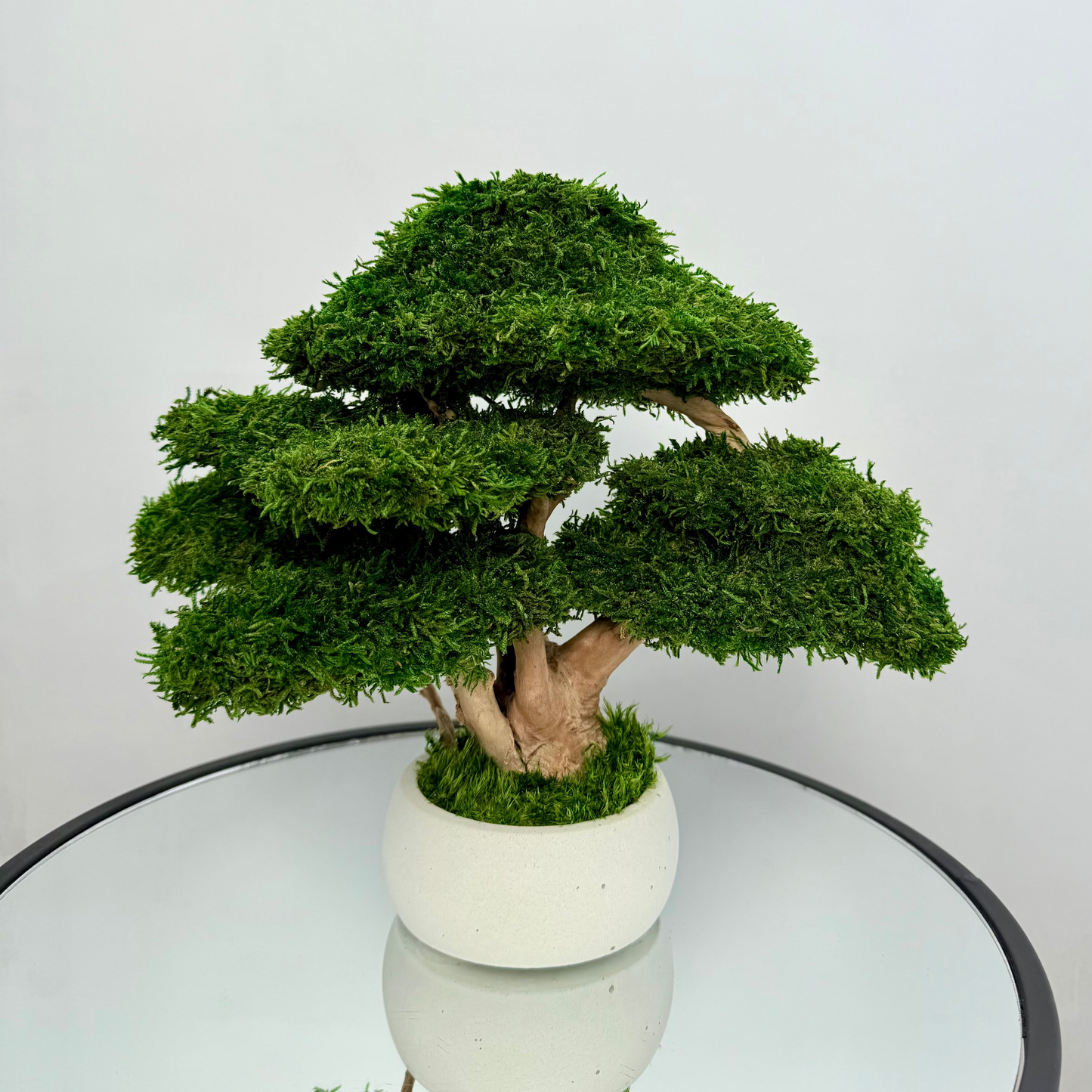 Preserved moss bonsai tree with layered canopy and natural root trunk in a white concrete pot.