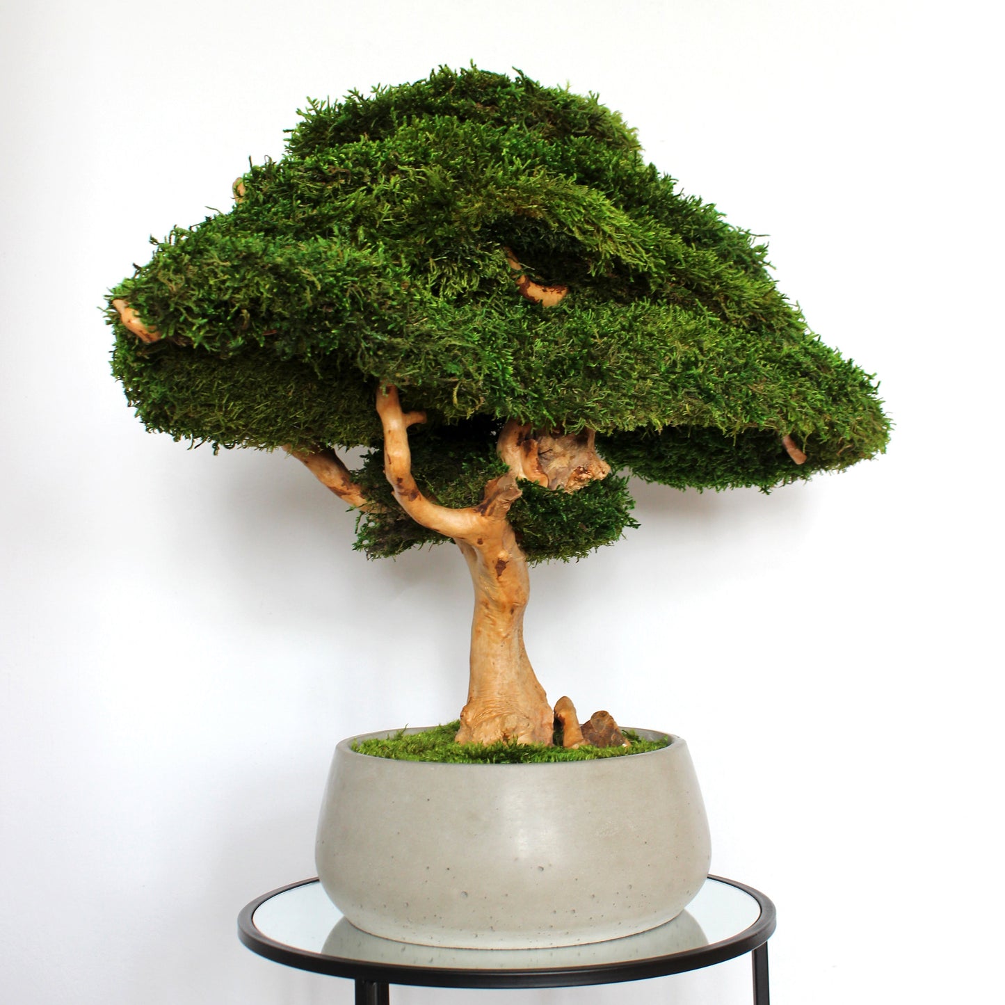 Extra large preserved moss bonsai tree in a concrete pot, statement green home decor, maintenance free indoor plant alternative, zen inspired centerpiece for modern living room, office or entryway.