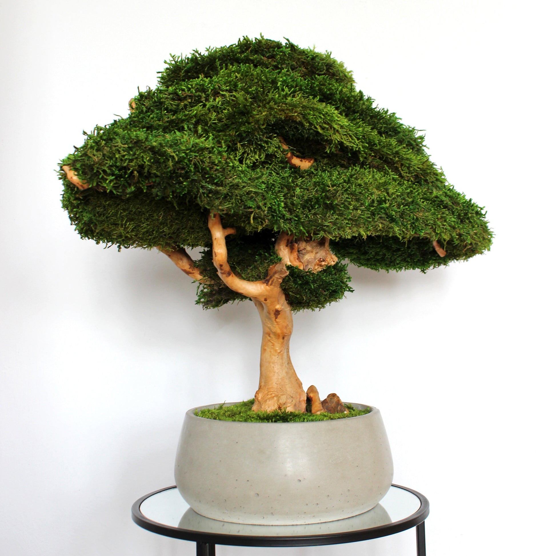 Extra large preserved moss bonsai tree in a concrete pot, statement green home decor, maintenance free indoor plant alternative, zen inspired centerpiece for modern living room, office or entryway.