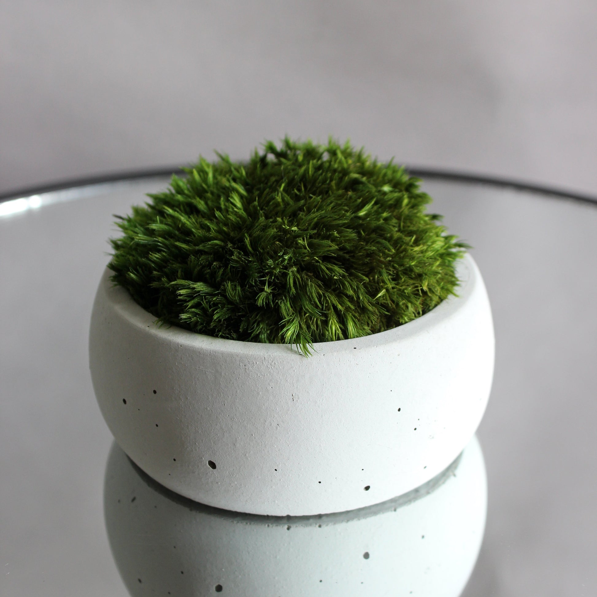 Mini zen garden with preserved moss bonsai and decorative stones in concrete pot; tabletop arrangement.