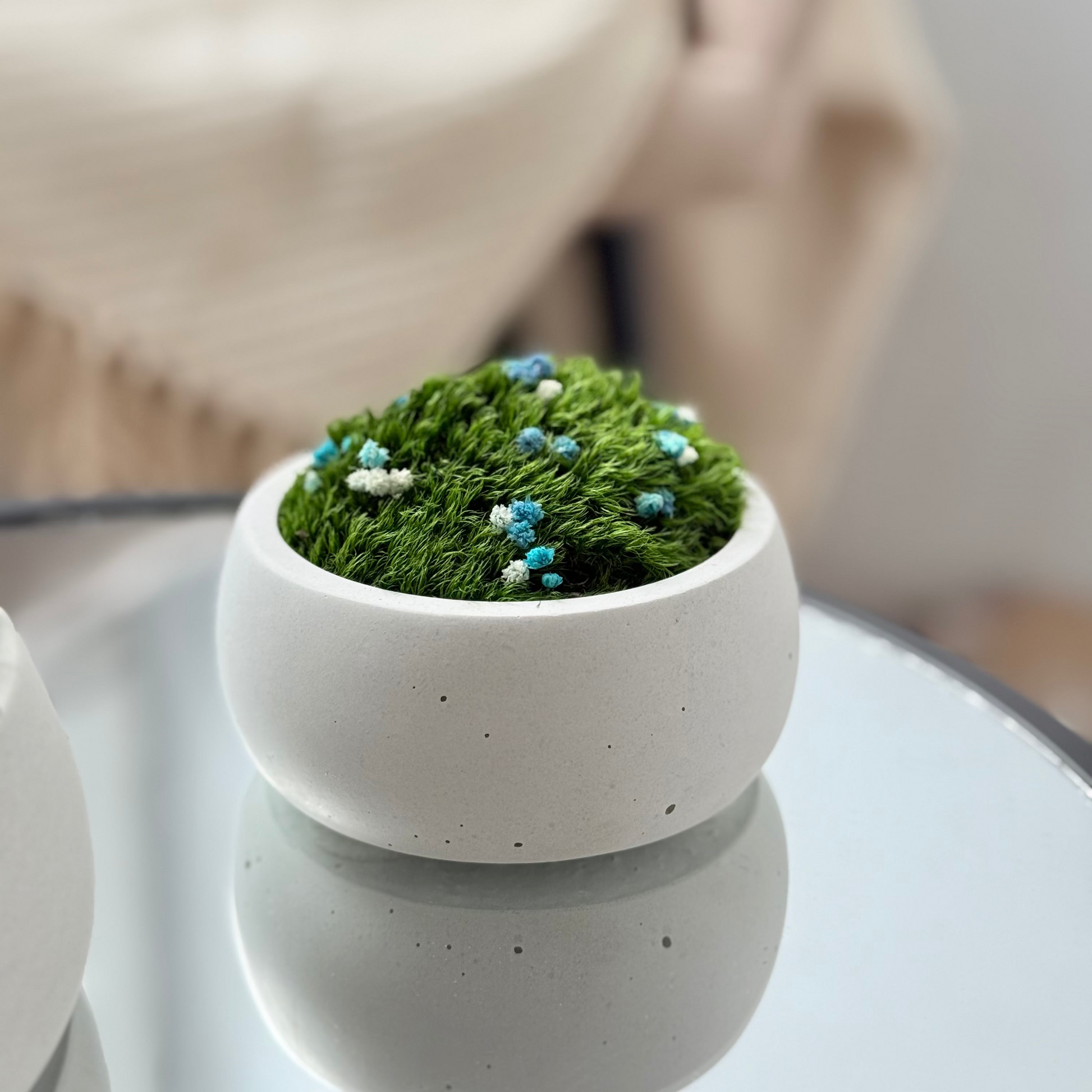 Preserved moss bowl with blue and white gypsophila flowers, natural indoor greenery decor for shelf or table styling.