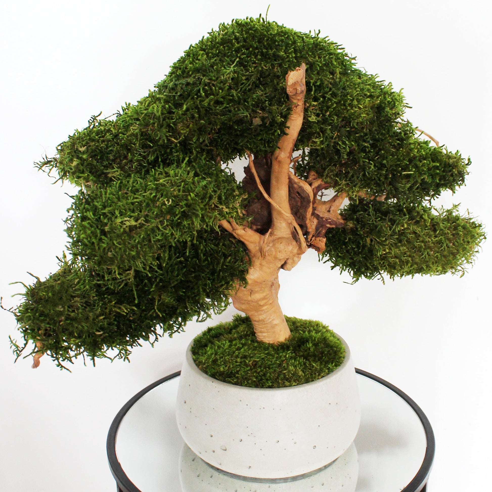 Large preserved bonsai with long moss in a decorative concrete pot, natural indoor greenery decor with a zen-inspired look.