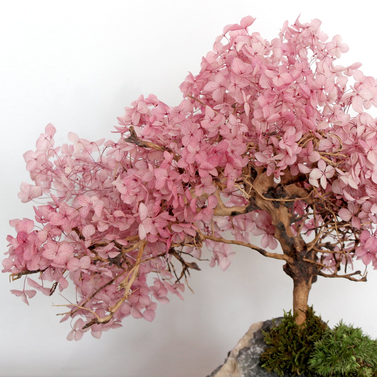 Zen garden with cherry blossom bonsai
